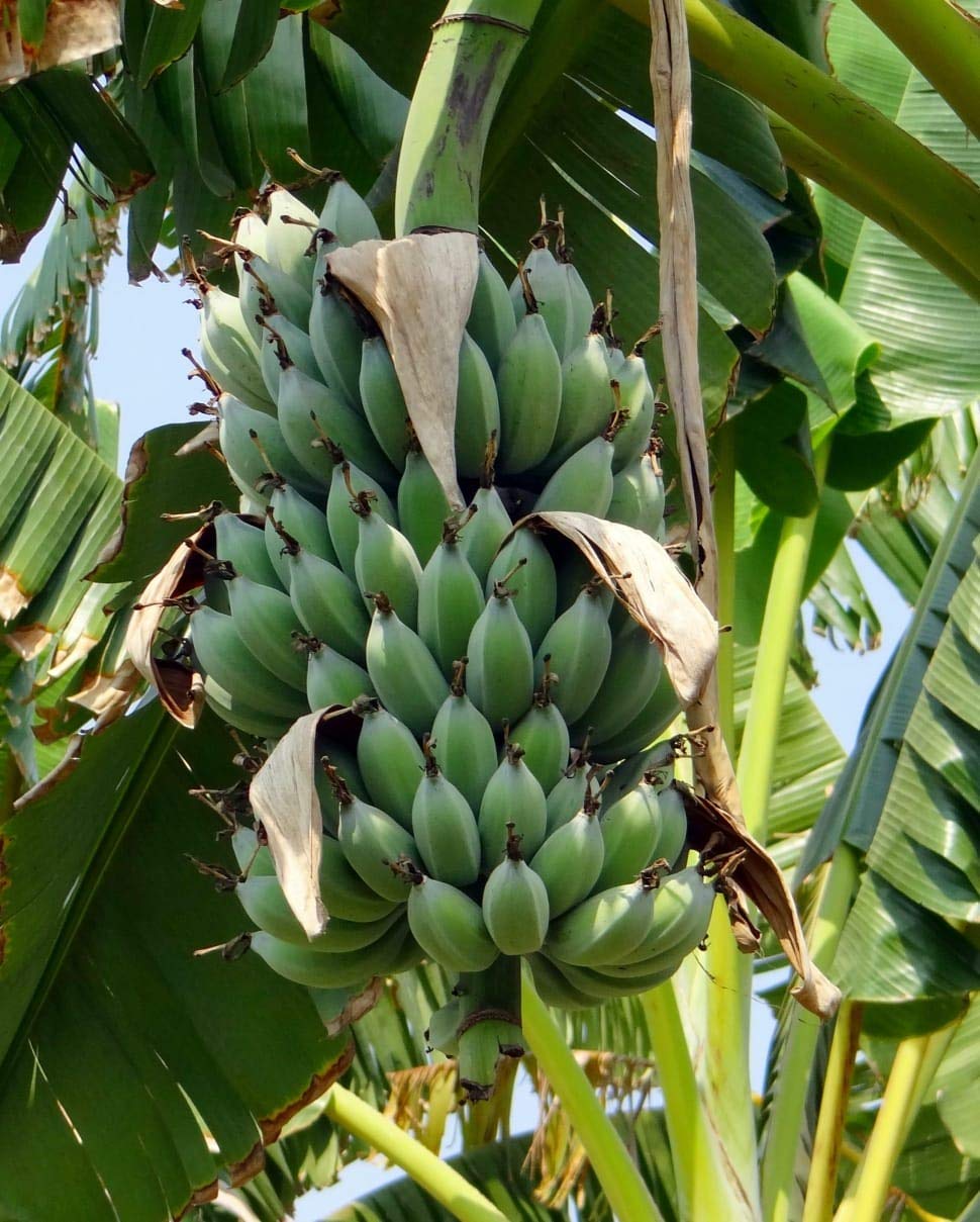 Karpooravalli banana bunch on the plant