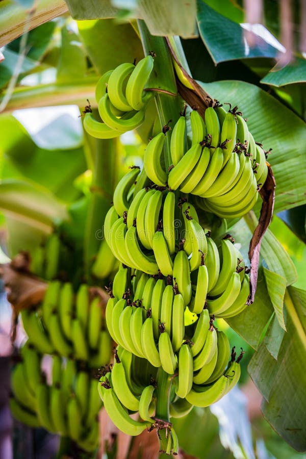 Nendran banana bunch on the plant