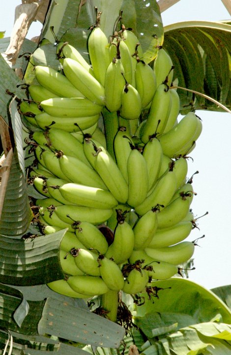Rasthali banana bunch on the plant