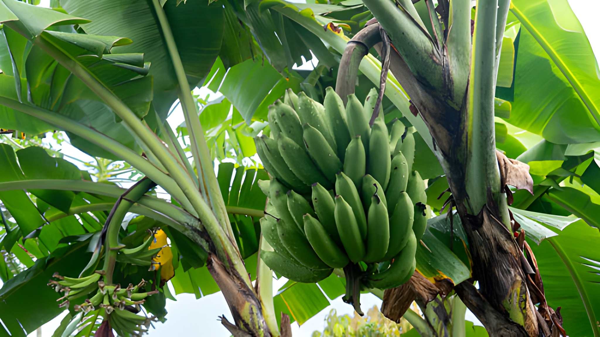 Banana bunches growing on the plantation, ready for bulk harvest