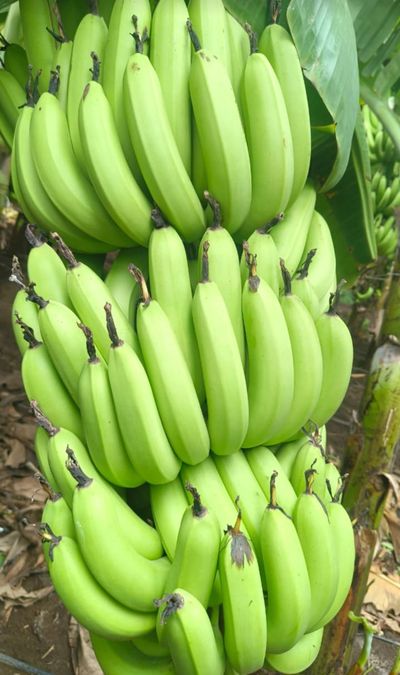 Ney Poovan banana bunch on the plant