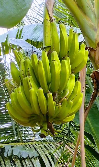 Monthan banana bunch on the plant