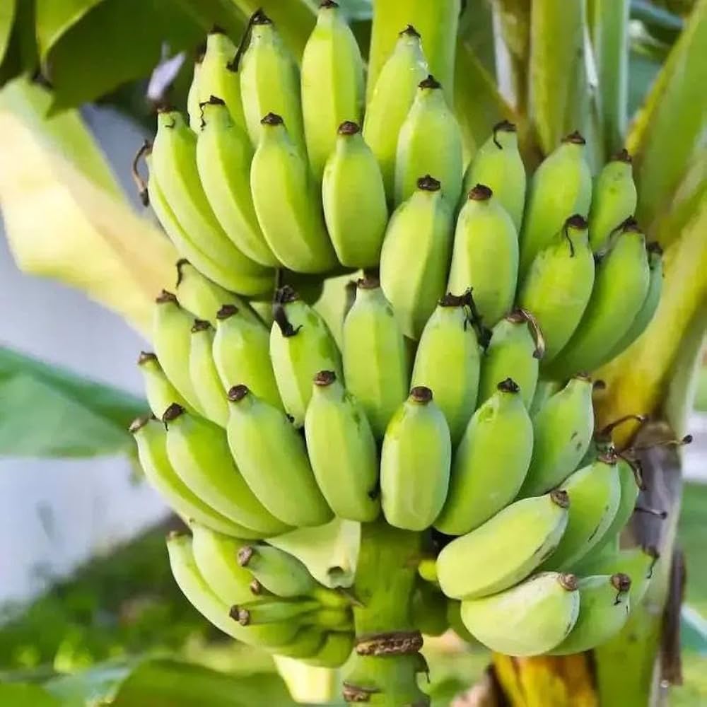 Poovan banana bunch ripening on the plant