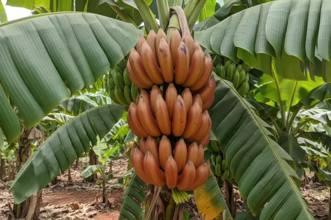 Red Banana bunch on the plant