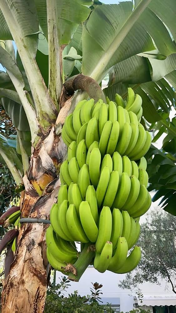 Robusta banana bunch on the plant